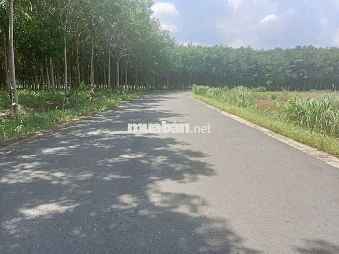 15×61 giá bán 495trieu đất làm nhà xưởng, kho bãi, cần bán giá ngộp