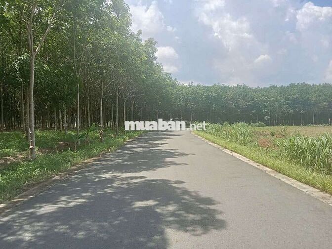 15×61 giá bán 495trieu đất làm nhà xưởng, kho bãi, cần bán giá ngộp