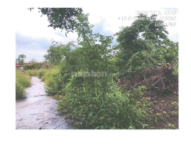BÁN ĐẤU GIÁ TS VIB L20_XÃ XUÂN TÂY, CẨM MỸ, ĐỒNG NAI