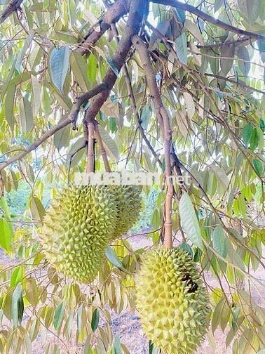 9 sào (9000m²), 8,5 tỷ, Tặng nhà To, Đẹp, MT nhựa, Bảo Vinh, Đồng Nai