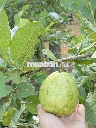 9 sào (9000m²), 8,5 tỷ, Tặng nhà To, Đẹp, MT nhựa, Bảo Vinh, Đồng Nai