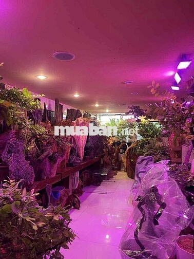 Chính Chủ Bán Nhad MT Huỳnh Bánh 44m Giá 11,7 Tỷ AE LH Em Nha Phi