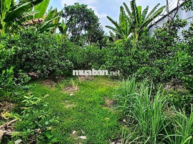 🔥 CHỈ 685 TRIỆU SỞ HỮU 221m² ĐẤT SỔ RIÊNG TẠI XÃ TRI TÔN