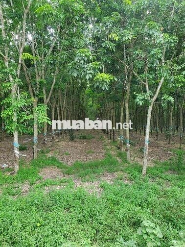 2,85ha đất tại xã Xuân Thành, huyện Xuân Lộc, Đồng Nai