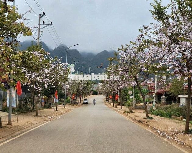 ĐẤT MẶT ĐƯỜNG CHÍNH RỪNG THÔNG BẢN ÁNG 275M², FULL THỔ CƯ, MT 11,8M