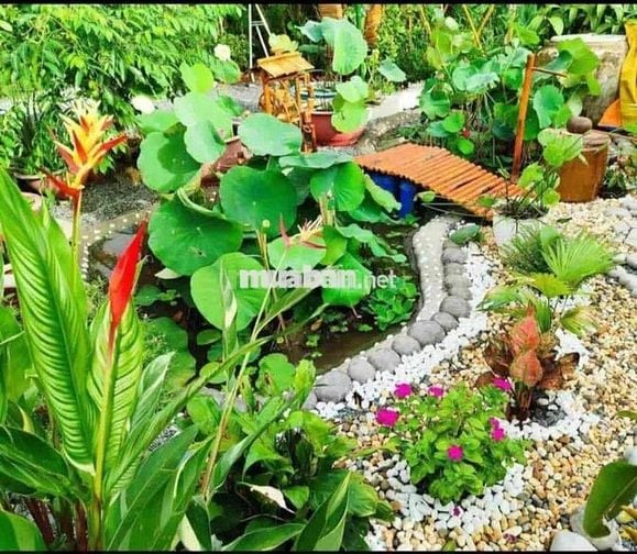 chính chủ cần tiền muốn bán gấp mảnh vườn giá rẻ