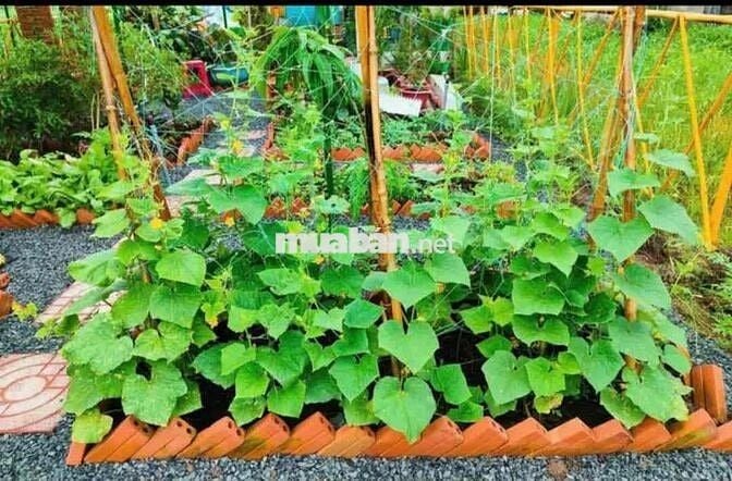 chính chủ cần tiền muốn bán gấp mảnh vườn giá rẻ
