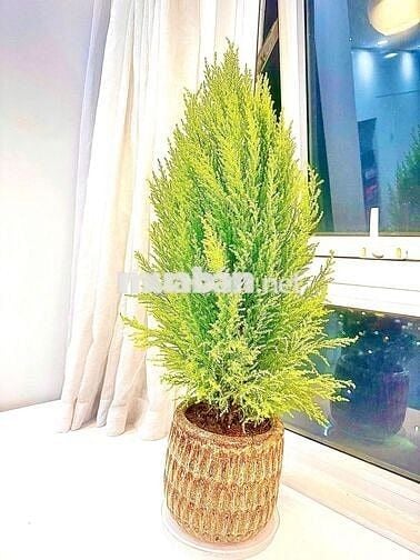 Bán chung cư Ecolife Capitol studio - 37 m2- ô tô- 2,6 tỷ