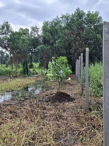 Chính chủ bán đất vành đai 3 Bình Chánh, Tp.HCM