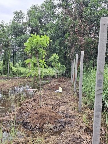 Chính chủ bán đất vành đai 3 Bình Chánh, Tp.HCM