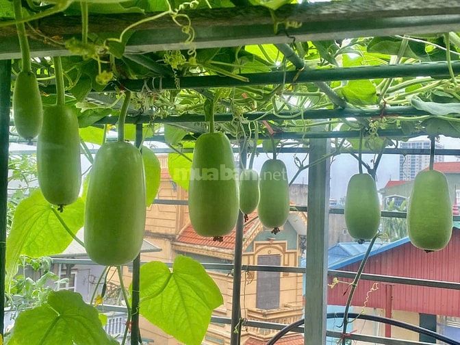 HOMESTAY BỜ BIỂN XANH  - CHO THUÊ PHÒNG NGÕ 105 LÁNG HẠ - YÊN LÃNG 