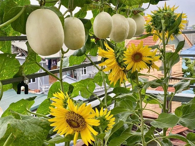 HOMESTAY BỜ BIỂN XANH  - CHO THUÊ PHÒNG NGÕ 105 LÁNG HẠ - YÊN LÃNG 