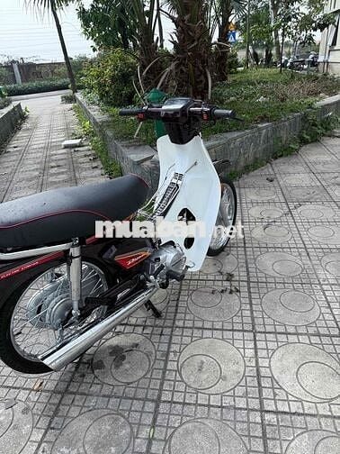 Honda Dream Nâu, Trắng