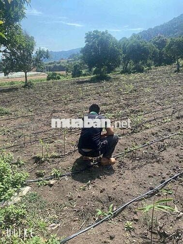 chị e cần bán gấp mảnh vườn với view cực đẹp  . đất thuộc xã p’Ró
