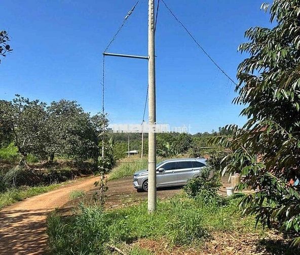 Bán nhanh lô 7 sào 560tr sổ hồng riêng có sẵn vườn sầu riêng