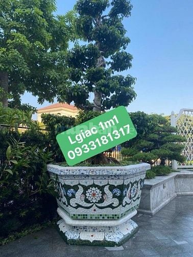 Chậu hoa _ chậu cảnh _ chậu hoa khảm miễng chén dĩa, ghép sành sứ _ ch
