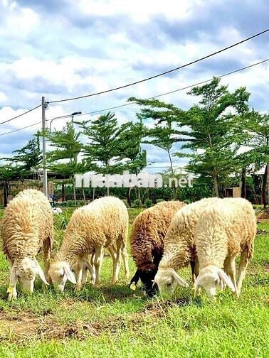 Mở Bán 5 Lô Gần Trung Tâm Biên Hòa Ngay KDL Bửu Long Sổ Riêng Giá499TR