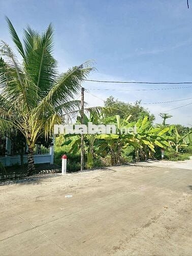 Đất Cây Lâu Năm Bình Mỹ Củ Chi 500m2 Mặt Tiền Đường 174 Giá 2.4 Tỷ