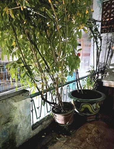 GIÁ 4 TỶ 350 BÁN NHÀ ĐÚC ĐƯỜNG HÀN HẢI NGUYÊN QUẬN 11