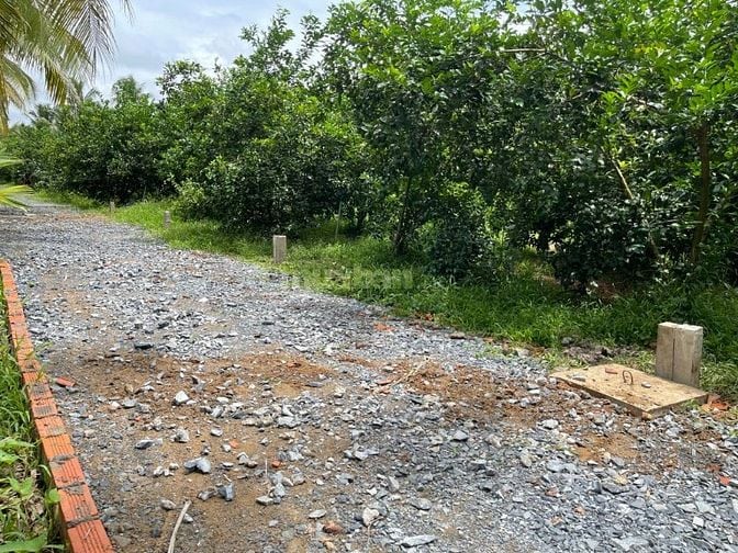 Bán Đất Long Hưng, Đồng Tháp. 4,55m x 27,10m=1124m, đường ôtô, 330Tr