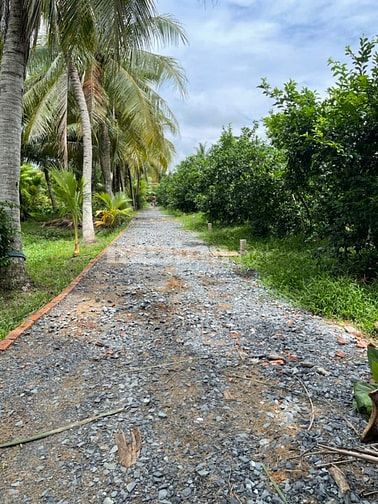 Bán Đất vườn, Long Hưng, Đồng Tháp. 17,56m x 26,80m = 474m, Đường Ôtô