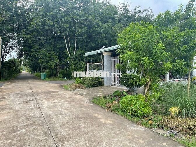Đất gần đường Tạo Lực Bắc Tân Uyên - Phú Giáo - Bầu Bàng giá 550 triệu