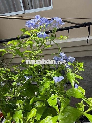 cho thuê nhà đường Nguyễn Hoàng