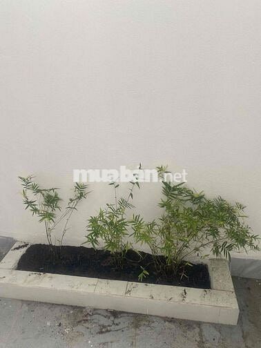 Nhà Đẹp Ngay Non Nước Khu Cán Bộ Yên Tĩnh