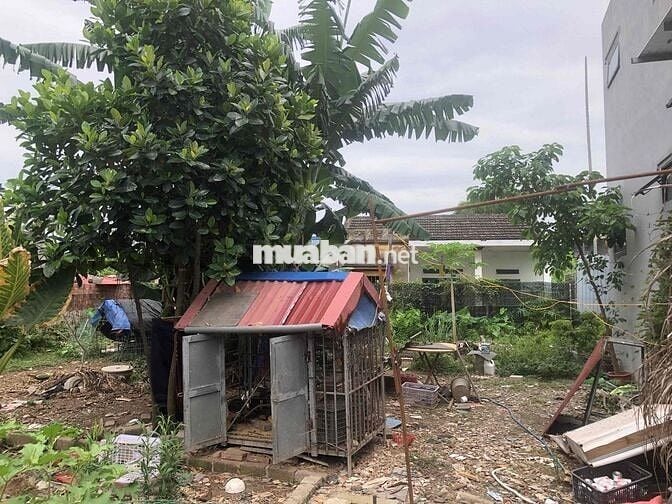 Đất 60m2 ngang 4,4m Đường 203 Lâm Động 1,49 tỷ