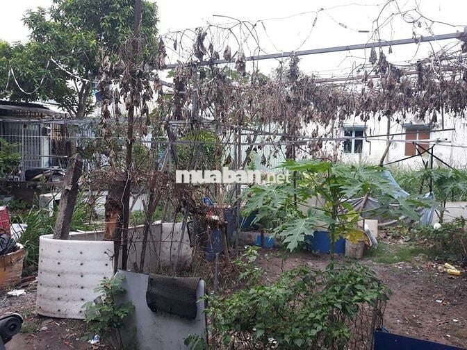 Đất Có Thổ Cư  : 12 x 16 👉 Xây Nhà Vườn, ViLa, Nhà Kho, Xưởng