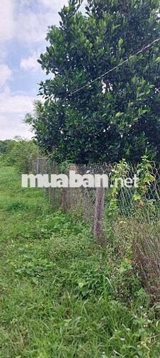 CHỦ CẦN BÁN GẤP - ALO xem đất và giấy tờ giúp e cho nhanh ạh!
