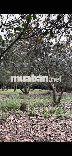 Bán đất vườn Ấp5 , xã Minh Lập, Huyện Chơn Thành, Tỉnh Bình Phước