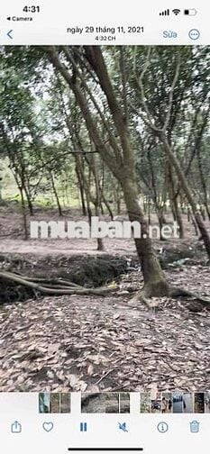 Bán đất vườn Ấp5 , xã Minh Lập, Huyện Chơn Thành, Tỉnh Bình Phước