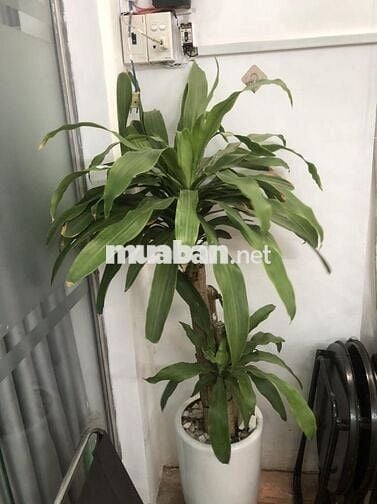 CHO THUÊ MẶT BẰNG HUỲNH VĂN BÁNH .PHÚ NHUẬN 