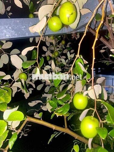 💥 THUÊ NHÀ TRUNG TÂM – TẬN HƯỞNG VIEW PHÁO HOA TRỰC DIỆN 💥