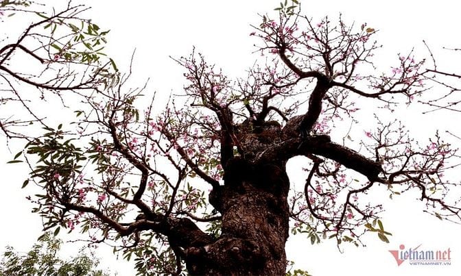 Tôi chính chủ đứng tên cần bán 10 nền thổ cư sổ riêng TP Đồng nai