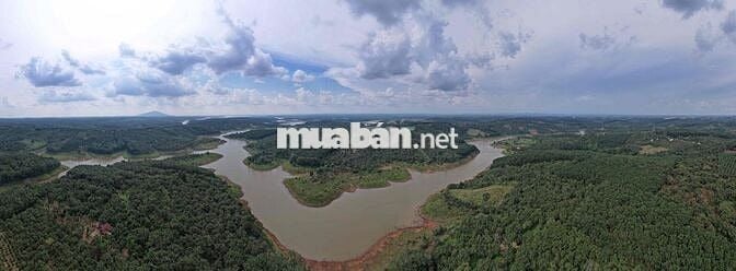 Bán rẫy cà phê, cao su ven hồ Thác Mơ