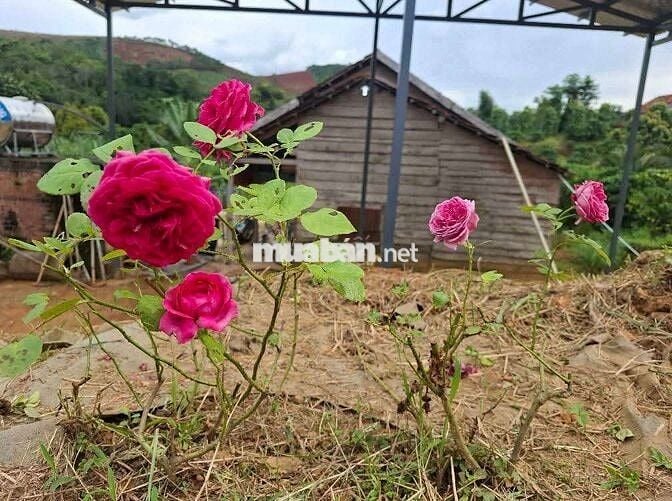 Cần tuyển tài xế lái xe múc!