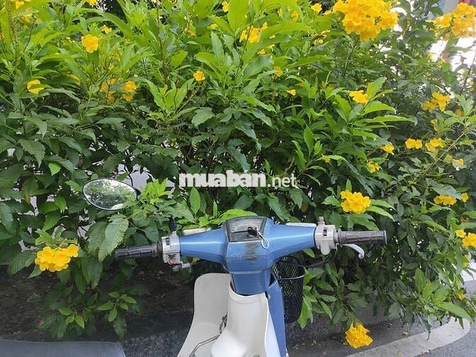 Cub 84 bs 63  1 chủ, phuộc đòn gánh, chưa mần đồng