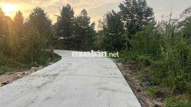 Bán hơn 5 công đất lộn 4m giao nhau với lộ 918 và vành đai phía Tây.