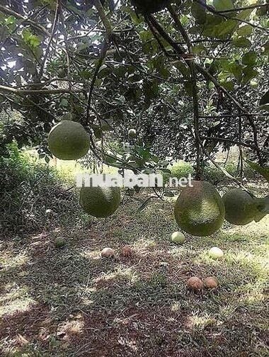 chính chủ cần tiền muốn bán gấp lô đất giá rẻ