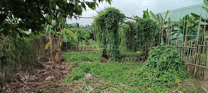 Vị trí đất Bình Mỹ ô tô thông, 8,5x12,5m, dựng nhà ở liền.