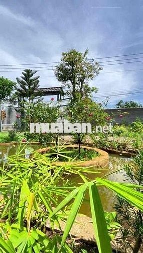 🏡 NHÀ VƯỜN ĐẸP LA NGÀ – GẦN HỒ TRỊ AN – 2 MẶT TIỀN – CHỈ 2,5TỶ