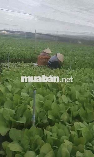 8.200m2 TL15 1,95tr/m Củ Chi An Nhơn Tây
