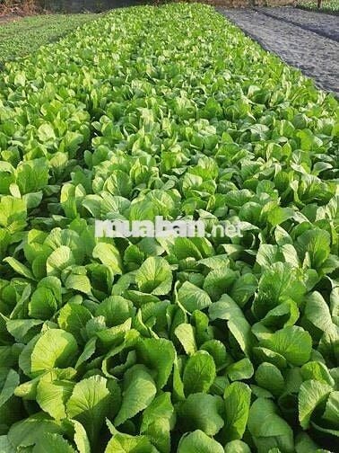 8.200m2 TL15 1,95tr/m Củ Chi An Nhơn Tây