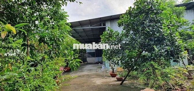8.200m2 TL15 1,95tr/m Củ Chi An Nhơn Tây