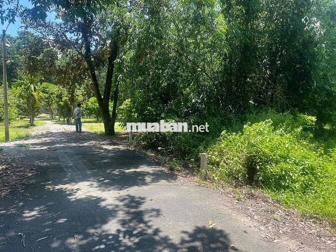 145m2 full thổ cư 1,6ty TL15 Cây Gõ Củ Chi