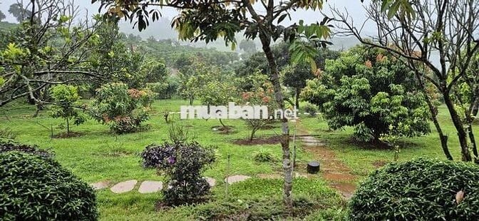 nhà biệt thự vườn 6.000m2 ven đà lạt