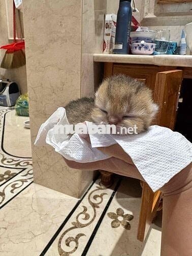 Tìm căn hộ cho thuê tại khu vực gần bệnh viện Từ Dũ