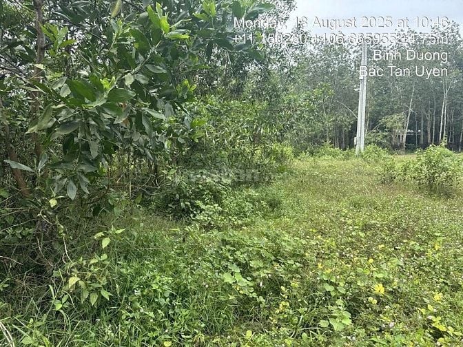 Công ty Đấu giá hợp danh Lam Sơn Sài Gòn thông báo đấu giá tài sản